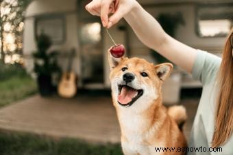 ¿Pueden los perros comer cerezas? Precauciones adecuadas a seguir