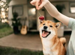 ¿Pueden los perros comer cerezas? Beneficios, riesgos y precauciones esenciales
