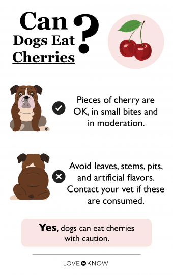 ¿Pueden los perros comer cerezas? Precauciones adecuadas a seguir