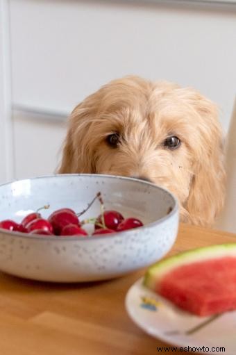 ¿Pueden los perros comer cerezas? Precauciones adecuadas a seguir