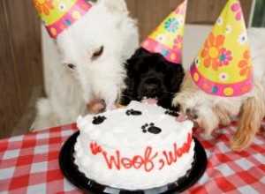 2 Recetas Fáciles y Seguras de Pasteles de Cumpleaños para Perros