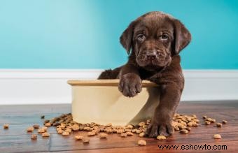 4 mejores alimentos para cachorros con ingredientes verdaderamente saludables