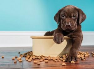 4 mejores alimentos para cachorros con ingredientes verdaderamente saludables