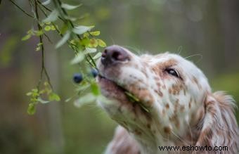 ¿Los arándanos son seguros para los perros?