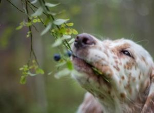 ¿Los arándanos son seguros para los perros?