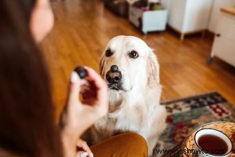 ¿Los arándanos son seguros para los perros?