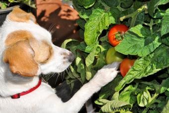 ¿Los tomates son malos para los perros? ¿O se pueden disfrutar de forma segura?