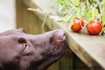 ¿Los tomates son malos para los perros? ¿O se pueden disfrutar de forma segura?
