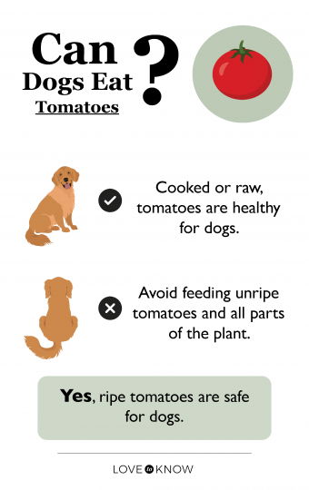 ¿Los tomates son malos para los perros? ¿O se pueden disfrutar de forma segura?