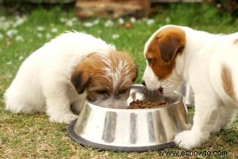 Mejores marcas y alimentos para perros