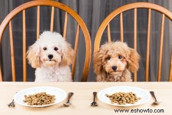 Mejores marcas y alimentos para perros