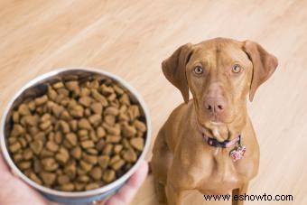 Mejores marcas y alimentos para perros