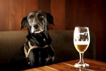 ¿Pueden los perros beber cerveza? Guarde esta bebida para los adultos