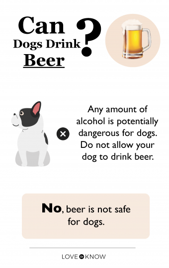 ¿Pueden los perros beber cerveza? Guarde esta bebida para los adultos
