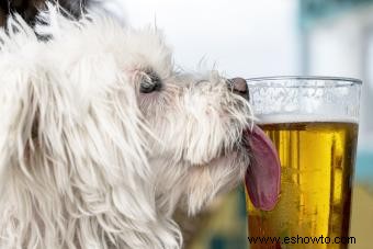 ¿Pueden los perros beber cerveza? Guarde esta bebida para los adultos