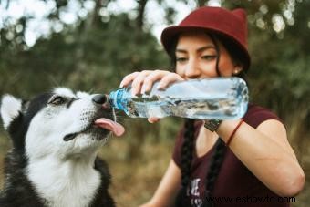 ¿Pueden los perros beber cerveza? Guarde esta bebida para los adultos