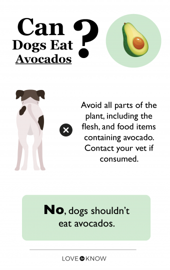 ¿Pueden los perros comer aguacates sin preocuparse?