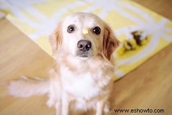 ¿Pueden los perros comer queso (de forma segura)? Respuesta explicada para los propietarios