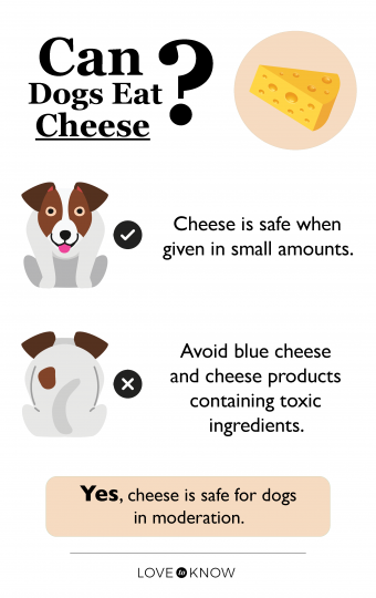 ¿Pueden los perros comer queso (de forma segura)? Respuesta explicada para los propietarios