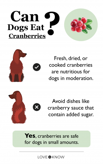 ¿Pueden los perros comer arándanos? Desglose de cantidades seguras