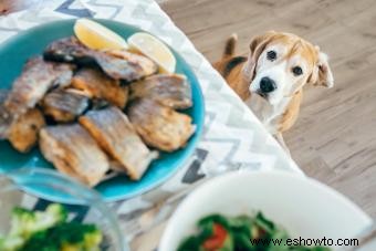 ¿Pueden los perros comer pescado? Desglose de las prácticas más seguras