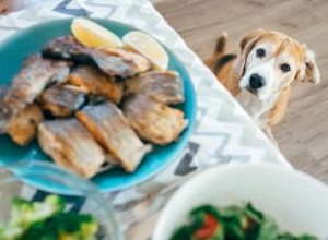 ¿Pueden los perros comer pescado? Desglose de las prácticas más seguras