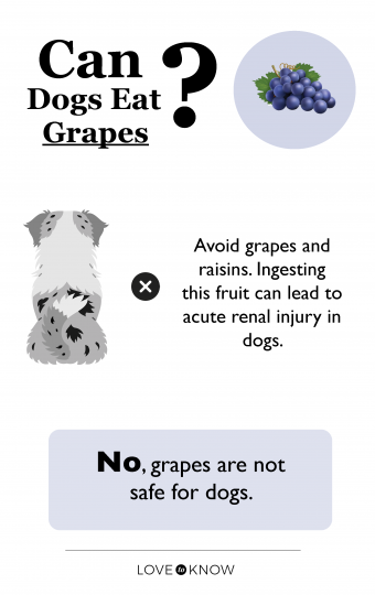 ¿Pueden los perros comer uvas sin ningún impacto negativo?