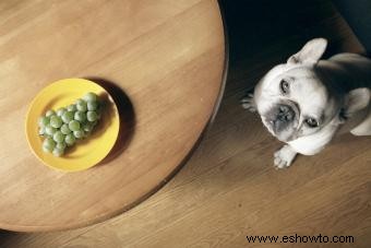 ¿Pueden los perros comer uvas sin ningún impacto negativo?