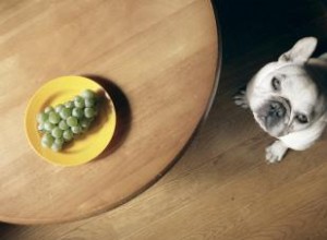 ¿Pueden los perros comer uvas sin ningún impacto negativo?