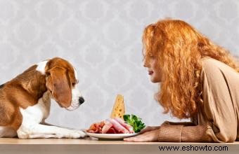 ¿Pueden los perros comer jamón? Consejos de seguridad que todos los propietarios deben saber