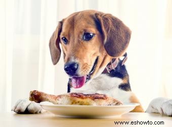 ¿Pueden los perros comer jamón? Consejos de seguridad que todos los propietarios deben saber