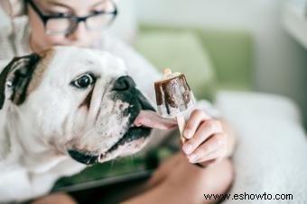 ¿Pueden los perros comer helado? Diferencias entre los tipos humano y perro