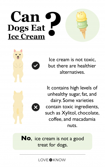 ¿Pueden los perros comer helado? Diferencias entre los tipos humano y perro