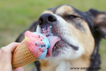 ¿Pueden los perros comer helado? Diferencias entre los tipos humano y perro