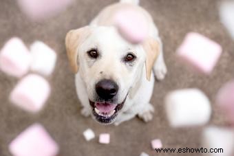 ¿Pueden los perros comer malvaviscos? Dar dulces o evitarlos