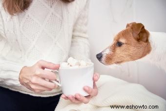 ¿Pueden los perros comer malvaviscos? Dar dulces o evitarlos