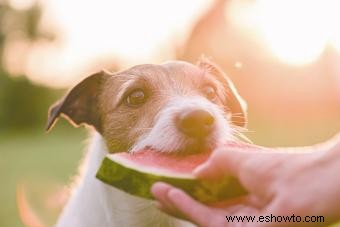 ¿Pueden los perros comer malvaviscos? Dar dulces o evitarlos