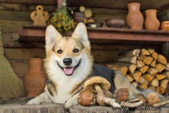 ¿Pueden los perros comer hongos? Lo que todo propietario debe saber