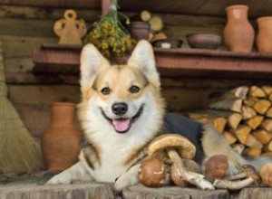 ¿Pueden los perros comer hongos? Lo que todo propietario debe saber