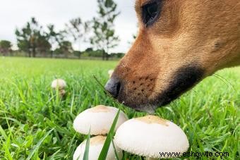 ¿Pueden los perros comer hongos? Lo que todo propietario debe saber