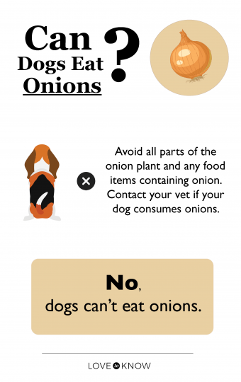 ¿Pueden los perros comer cebollas? Consejos para evitar un canino enfermo