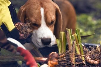 ¿Pueden los perros comer cebollas? Consejos para evitar un canino enfermo