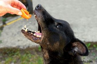 ¿Pueden los perros comer duraznos? Cómo dárselos de comer a tu cachorro de forma segura