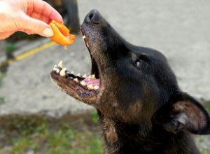 ¿Pueden los perros comer duraznos? Cómo dárselos de comer a tu cachorro de forma segura