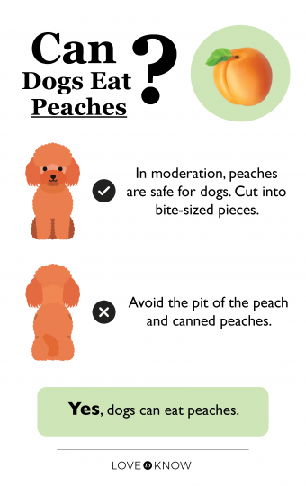 ¿Pueden los perros comer duraznos? Cómo dárselos de comer a tu cachorro de forma segura