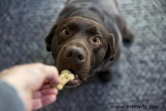 ¿Pueden los perros comer duraznos? Cómo dárselos de comer a tu cachorro de forma segura