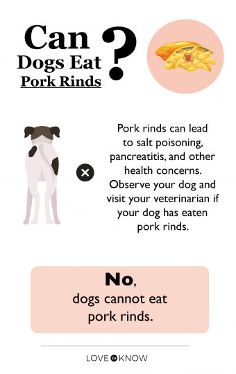 ¿Pueden los perros comer chicharrones? Razones para evitar estos refrigerios