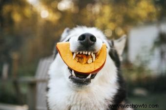 ¿Pueden los perros comer calabaza? Examinando este producto básico de otoño