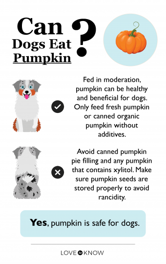 ¿Pueden los perros comer calabaza? Examinando este producto básico de otoño