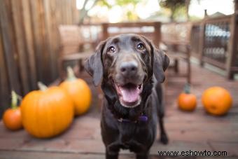 ¿Pueden los perros comer calabaza? Examinando este producto básico de otoño